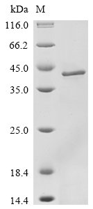 Reovirus type 3 Outer capsid protein sigma-3 (S4) Recombinant Protein, N-His, Reovirus type 3 (strain Dearing) (T3D) (Mammalian orthoreovirus 3), E.coli, N-terminal 6xHis-tagged, 45.2 kDa, purity >≥ 85% as determined by SDS-PAGE.