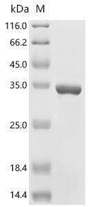 Escherichia coli Probable autotransporter YpjA (ypjA), partial Recombinant Protein, Escherichia coli (strain K12), E.coli, N-terminal 10xHis-tagged and C-terminal Myc-tagged, 36.3 kDa, purity >≥ 95% as determined by SDS-PAGE.