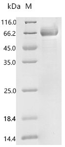 Macaca fascicularis Kallikrein related peptidase 5 (KLK5), partial Recombinant Protein, C-hFc1, Macaca fascicularis (Crab-eating macaque) (Cynomolgus monkey), Mammalian cell, C-terminal hFc1-tagged, 53.9 kDa, purity >≥ 90% as determined by SDS-PAGE.