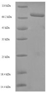 Human herpesvirus 1 Tegument protein VP16 (UL48) Recombinant Protein, Human herpesvirus 1 (strain F) (HHV-1) (Human herpes simplex virus 1), E.coli, N-terminal 6xHis-SUMO-tagged, 70.3 kDa, purity >≥ 90% as determined by SDS-PAGE.