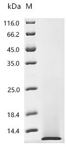 Chicken Pro-epidermal growth factor (EGF), partial Recombinant Protein, Gallus gallus (Chicken), Yeast, N-terminal 6xHis-tagged, 8.2 kDa, purity >≥ 95% as determined by SDS-PAGE.≥ 95% as determined by SEC-HPLC.