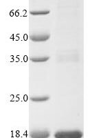Staphylococcus epidermidis Lantibiotic epidermin (epiA) Recombinant Protein - BioCrest Sci