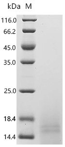 Human Guanine nucleotide-binding protein G (q) subunit alpha (GNAQ), partial Recombinant Protein, C-His, Homo sapiens (Human), Yeast, C-terminal 6xHis-tagged, 15.9 kDa, purity >≥ 90% as determined by SDS-PAGE.