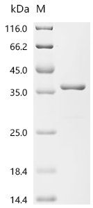 Mycobacterium tuberculosis Co-chaperonin GroES (groES) Recombinant Protein, N-GST, Mycobacterium tuberculosis (strain ATCC 25618 / H37Rv), E.coli, N-terminal GST-tagged, 37.5 kDa, purity >≥ 85% as determined by SDS-PAGE.