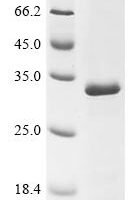Mouse Caspase-3 (Casp3) Recombinant Protein - BioCrest Sci