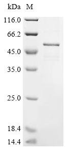 Mouse Cis-aconitate decarboxylase (Acod1) Recombinant Protein, N-His, Mus musculus (Mouse), E.coli, N-terminal 6xHis-tagged, 57.8 kDa, purity >≥ 85% as determined by SDS-PAGE.