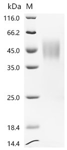 Rat Chromosome X open reading frame, human CXorf65 (Il2rg), partial Recombinant Protein, Rattus norvegicus (Rat), Mammalian cell, C-terminal 10xHis-tagged, 32.2 kDa, purity >≥ 95% as determined by SDS-PAGE.