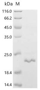 Human Matrix-remodeling-associated protein 5 (MXRA5), partial Recombinant Protein, Homo sapiens (Human), E.coli, C-terminal 6xHis-tagged, 21.6 kDa, purity >≥ 85% as determined by SDS-PAGE.