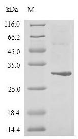 Human Zinc finger protein GLI2 (GLI2), partial Recombinant Protein, N-His-Myc, Homo sapiens (Human), Mammalian cell, N-terminal 6xHis-Myc-tagged, 30.5 kDa, purity >≥ 90% as determined by SDS-PAGE.