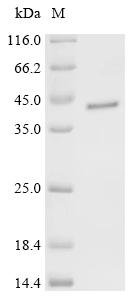 Human Spatacsin (SPG11), partial Recombinant Protein, Homo sapiens (Human), E.coli, C-terminal 6xHis-tagged, 40.7 kDa, purity >≥ 95% as determined by SDS-PAGE.
