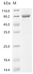 Mouse Desmoglein-3 (Dsg3), partial Recombinant Protein, C-His, aa 50–617, Purity ≥95%, Baculovirus, C-terminal 6xHis-tagged, 63.2 kDa, purity >≥ 95% as determined by SDS-PAGE.