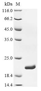 Escherichia coli Dihydrofolate reductase (folA) Recombinant Protein, Escherichia coli (strain K12), E.coli, C-terminal 6xHis-tagged, 18.8 kDa, purity >≥ 95% as determined by SDS-PAGE.≥ 95% as determined by SEC-HPLC.