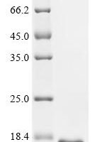 Bacillus subtilis RNA-binding protein YbxF (rulS) Recombinant Protein - BioCrest Sci