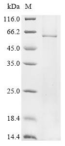 Ricinus communis Glycosyltransferase family 92 protein RCOM_0530710 (RCOM_0530710) Recombinant Protein, Ricinus communis (Castor bean), in vitro E.coli expression system, N-terminal 10xHis-tagged, 64.8 kDa, purity >≥ 85% as determined by SDS-PAGE.