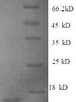 Human Growth/differentiation factor 15 (GDF15), partial Recombinant Protein, N-His - BioCrest Sci