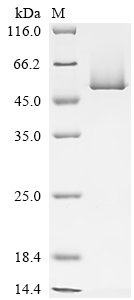 Arabidopsis thaliana TATA-box-binding protein 1 (TBP1) Recombinant Protein, N-His-SUMO, Arabidopsis thaliana (Mouse-ear cress), E.coli, N-terminal 6xHis-SUMO-tagged, 35.3 kDa, purity >≥ 85% as determined by SDS-PAGE.