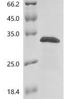 Human TATA-binding protein-associated factor 2N (TAF15), partial Recombinant Protein, C-His, aa 1–150 - BioCrest Sci