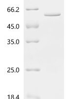 Mouse Neurogenic differentiation factor 1 (Neurod1)(H241A) Recombinant Protein, C-His, aa 1–357 (H241A), E.coli - BioCrest Sci