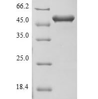 Mouse Protein flightless-1 homolog (Flii), partial Recombinant Protein, N-His-B2M - BioCrest Sci
