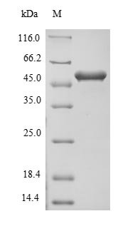 Mouse Protein flightless-1 homolog (Flii), partial Recombinant Protein, N-His-B2M, Mus musculus (Mouse), E.coli, N-terminal 6xHis-B2M-tagged, 52.0 kDa, purity >≥ 90% as determined by SDS-PAGE.