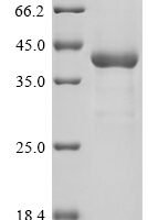 Saccharomyces cerevisiae Barrierpepsin (BAR1), partial Recombinant Protein - BioCrest Sci