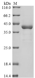 Saccharomyces cerevisiae Barrierpepsin (BAR1), partial Recombinant Protein, Saccharomyces cerevisiae (strain ATCC 204508 / S288c) (Baker's yeast), E.coli, N-terminal 10xHis-tagged, 44.4 kDa, purity >≥ 85% as determined by SDS-PAGE.