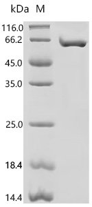 Human Metallothionein-2 (MT2A), partial Recombinant Protein, C-10His-HSA, Mammalian cell, C-terminal 10xHis-HSA-tagged, 74.0 kDa, purity >≥ 95% as determined by SDS-PAGE.