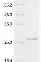 Medicago sativa Leghemoglobin-1 Recombinant Protein - BioCrest Sci