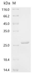 Medicago sativa Leghemoglobin-1 Recombinant Protein, Medicago sativa (Alfalfa), E.coli, C-terminal 6xHis-tagged, 23.0 kDa, purity >≥ 95% as determined by SDS-PAGE.
