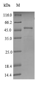 Human Regulator of G-protein signaling 17 (RGS17) Recombinant Protein, Homo sapiens (Human), E.coli, N-terminal GST-tagged, 51.4 kDa, purity >≥ 85% as determined by SDS-PAGE.
