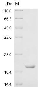 Human Fibroblast growth factor 23 (FGF23), partial Recombinant Protein, Homo sapiens (Human), E.coli, C-terminal 6xHis-tagged, 14.4 kDa, purity >≥ 95% as determined by SDS-PAGE.