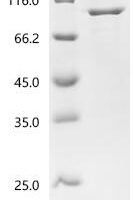 Mouse 
Heat shock protein HSP 90-beta (Hsp90ab1) Recombinant Protein - BioCrest Sci