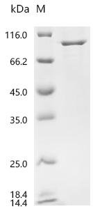 Mouse
Heat shock protein HSP 90-beta (Hsp90ab1) Recombinant Protein, Mus musculus (Mouse), Mammalian cell, C-terminal 10xHis-tagged, 84.6 kDa, purity >≥ 95% as determined by SDS-PAGE.
