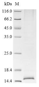 Human Inhibin beta A chain (INHBA) Recombinant Protein, N-10His, Homo sapiens (Human), Baculovirus, N-terminal 10xHis-tagged, 16.3 kDa, purity >≥ 85% as determined by SDS-PAGE.