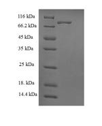 Human BRISC complex subunit Abro1 (FAM175B) Recombinant Protein - BioCrest Sci