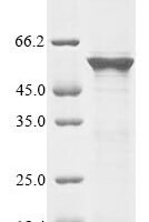 Schizosaccharomyces pombe Mitochondrial protein import protein mas5 (mas5) Recombinant Protein - BioCrest Sci