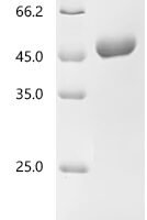 Human Nectin-2 (NECTIN2), partial Recombinant Protein, C-10His - BioCrest Sci