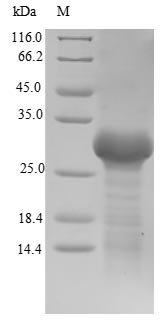 Enterobacter aerogenes Ribitol 2-dehydrogenase (rbtD) Recombinant Protein, Enterobacter aerogenes (Aerobacter aerogenes), E.coli, N-terminal 6xHis-tagged, 30.5 kDa, purity >≥ 90% as determined by SDS-PAGE.