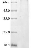 Human 1-phosphatidylinositol 4,5-bisphosphate phosphodiesterase delta-3 (PLCD3) Recombinant Protein - BioCrest Sci