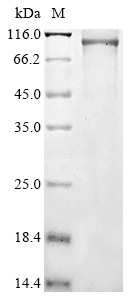 Human 1-phosphatidylinositol 4,5-bisphosphate phosphodiesterase delta-3 (PLCD3) Recombinant Protein, Homo sapiens (Human), Baculovirus, C-terminal 6xHis-tagged, 94.9 kDa, purity >≥ 85% as determined by SDS-PAGE.