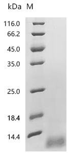 Human Coagulation factor X (F10), partial Recombinant Protein, C-10His, aa 86–122, Homo sapiens (Human), Mammalian cell, C-terminal 10xHis-tagged, 5.7 kDa, purity >Greater than 95% as determined by SDS-PAGE.