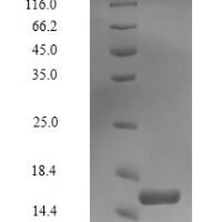 Human Perilipin-4 (PLIN4), partial Recombinant Protein, N-His-Myc - BioCrest Sci
