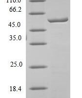 Mouse Carboxylesterase 1C (Ces1c), partial Recombinant Protein, Tag-Free - BioCrest Sci