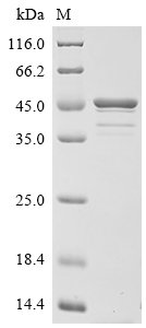 Anisakis simplex Tropomyosin Recombinant Protein, C-His, Anisakis simplex (Herring worm), E.coli, C-terminal 6xHis-tagged, 40.1 kDa, purity >≥ 85% as determined by SDS-PAGE.