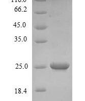 Prunus persica Non-specific lipid-transfer protein 1 Recombinant Protein - BioCrest Sci