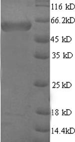 Mouse Microtubule-associated protein 2 (Map2), partial Recombinant Protein, N-His-SUMO, Mus musculus (Mouse), E.coli, N-terminal 6xHis-SUMO-tagged, 54.0 kDa, purity >≥ 90% as determined by SDS-PAGE.