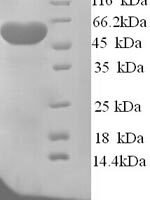Arabidopsis thaliana Probable sarcosine oxidase (At2g24580) Recombinant Protein, N-His, aa 1–416, Yeast - BioCrest Sci