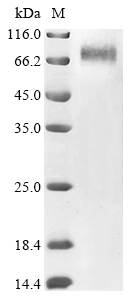 Human adenovirus C serotype 5 Hexon protein (L3) (T273A), partial Recombinant Protein, Human adenovirus C serotype 5 (HAdV-5) (Human adenovirus 5), Mammalian cell, C-terminal hFc1-tagged, 50.3 kDa, purity >≥ 90% as determined by SDS-PAGE.
