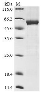 Human Leucine-rich repeat-containing G-protein coupled receptor 5 (LGR5), partial Recombinant Protein, N-His, aa 22–561, E.coli, Homo sapiens (Human), E.coli, N-terminal 6xHis-tagged, 64.4 kDa, purity >≥ 85% as determined by SDS-PAGE.