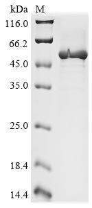 Cricetulus griseus Elongation factor 1-alpha 1 (EEF1A1) Recombinant Protein, N-His, Cricetulus griseus (Chinese hamster) (Cricetulus barabensis griseus), E.coli, N-terminal 6xHis-tagged, 54.2 kDa, purity >≥ 85% as determined by SDS-PAGE.